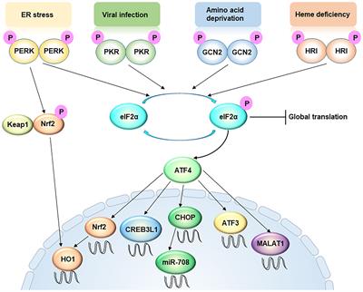 Frontiers | Transcriptional Control Of Metastasis By Integrated Stress ...